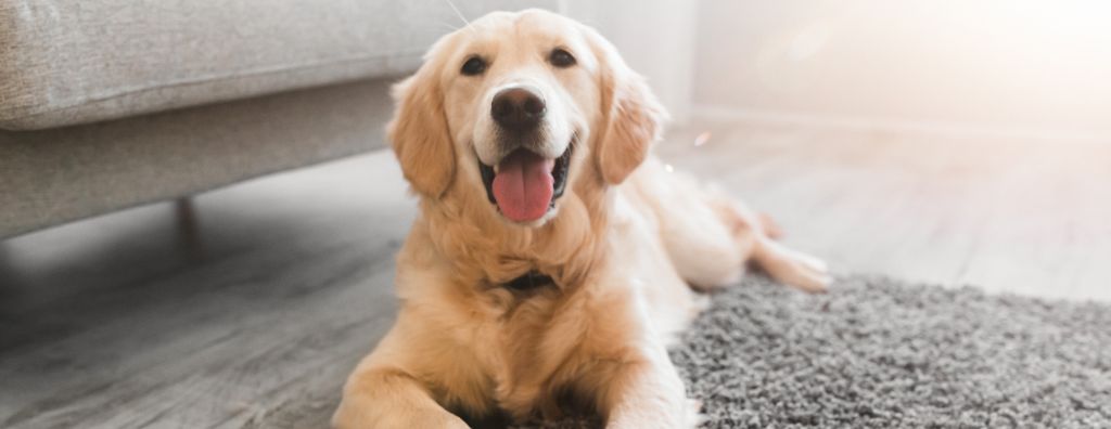 5 Pet-Friendly House Cleaning Tips